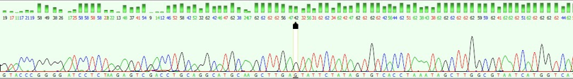 Sequenzstreifen Labor Bioanalytik